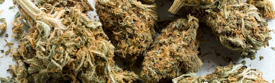 Webinar Cannabis kontrollieren